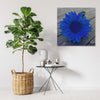 Quadro-su-tela,-Girasole-blu