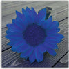 Quadro-su-tela,-Girasole-blu