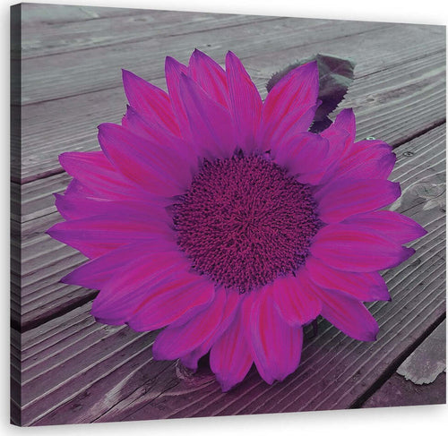 Quadro-su-tela,-Girasole-rosa