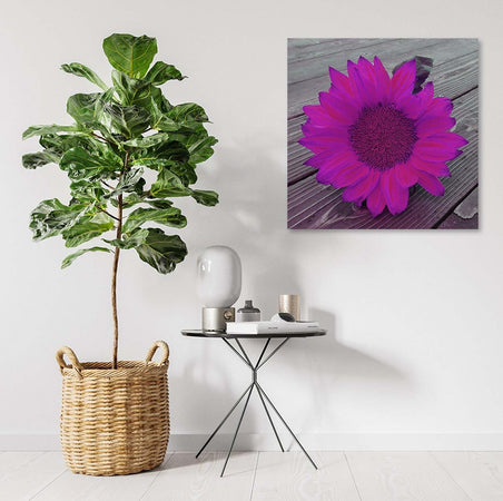 Quadro-su-tela,-Girasole-rosa