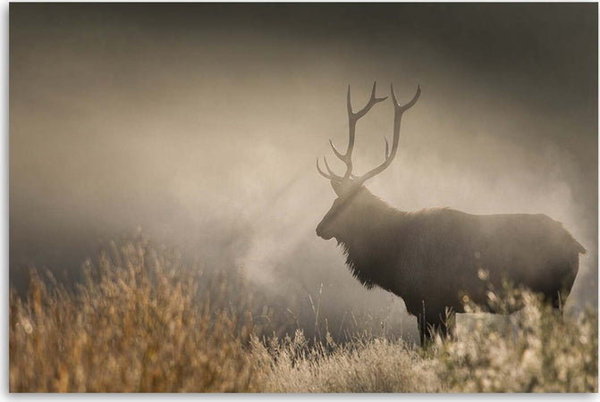 Quadro-su-tela,-Jeleń-nella-natura-nebbia