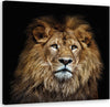 Quadro-su-tela,-Leone-maestoso