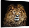 Quadro-su-tela,-Leone-maestoso