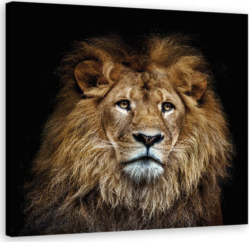 Quadro-su-tela,-Leone-maestoso