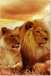 Quadro-su-tela,-Leoni-Africa-Animali