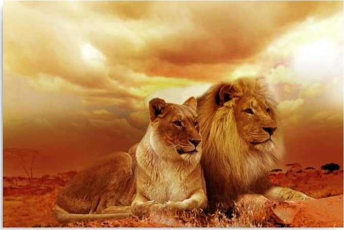 Quadro-su-tela,-Leoni-Animali-Africa-Marrone