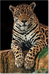 Quadro-su-tela,-Leopardo-Animali-Natura