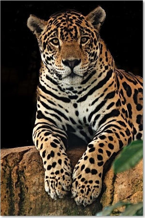Quadro-su-tela,-Leopardo-Animali-Natura
