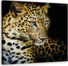Quadro-su-tela,-Leopardo-maestoso