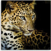 Quadro-su-tela,-Leopardo-maestoso
