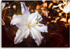 Quadro-su-tela,-Lily-bianco-su-uno-sfondo-marrone