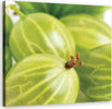 Quadro-su-tela,-Macroeatro