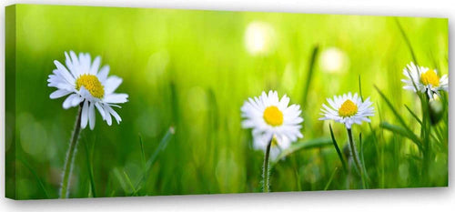 Quadro-su-tela,-Margherite-erba-verde