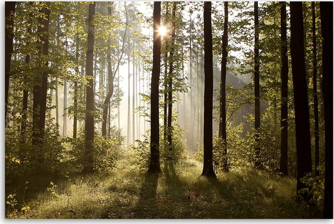 Quadro-su-tela,-Mattina-nella-foresta