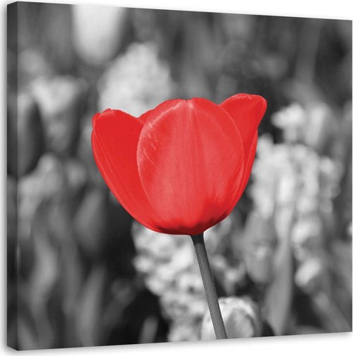 Quadro-su-tela,-Moderno-fiore-di-tulipano-rosso-su-prato