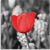 Quadro-su-tela,-Moderno-fiore-di-tulipano-rosso-su-prato