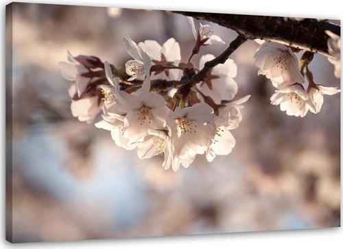 Quadro-su-tela,-Natura-in-fiore-di-ciliegio