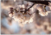 Quadro-su-tela,-Natura-in-fiore-di-ciliegio