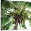 Quadro-su-tela,-Palma-da-cocco