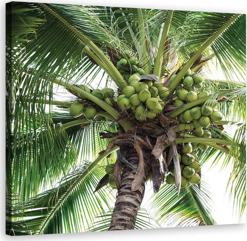 Quadro-su-tela,-Palma-da-cocco
