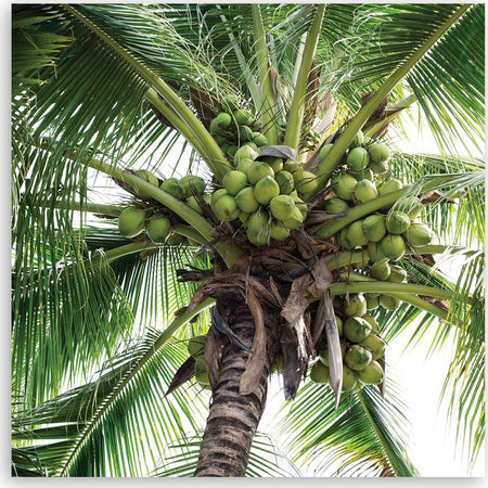 Quadro-su-tela,-Palma-da-cocco