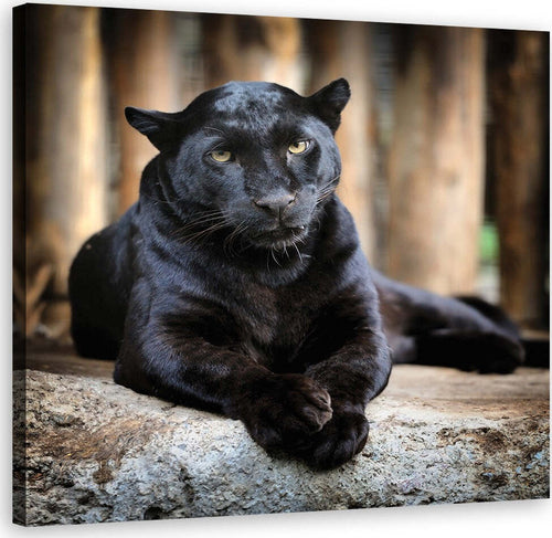 Quadro-su-tela,-Pantera-nera