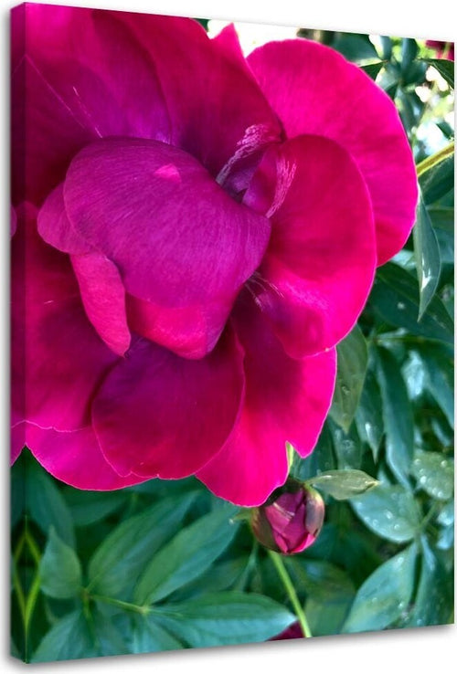 Quadro-su-tela,-Peonia-fiore-rosa