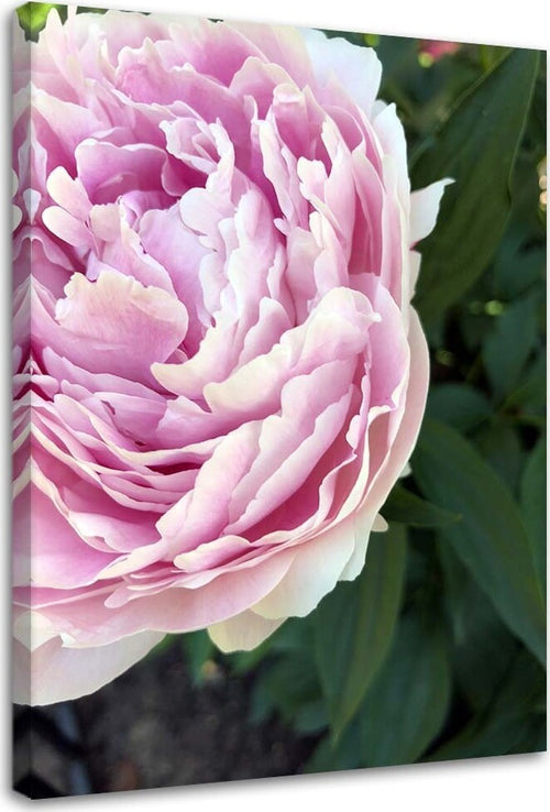 Quadro-su-tela,-Pianta-di-fiori-di-peonia