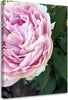 Quadro-su-tela,-Pianta-di-fiori-di-peonia