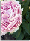 Quadro-su-tela,-Pianta-di-fiori-di-peonia