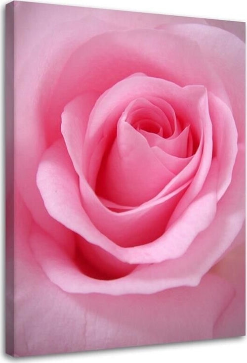 Quadro-su-tela,-Pianta-di-fiori-di-rosa-rosa