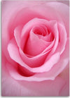 Quadro-su-tela,-Pianta-di-fiori-di-rosa-rosa