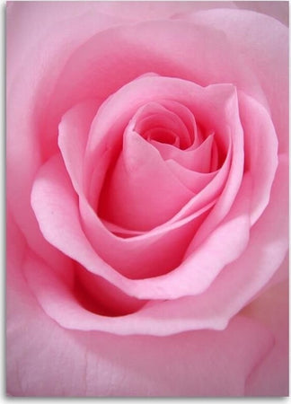 Quadro-su-tela,-Pianta-di-fiori-di-rosa-rosa