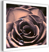 Quadro-su-tela,-Pianta-di-fiori-di-rosa