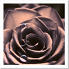Quadro-su-tela,-Pianta-di-fiori-di-rosa