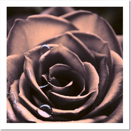 Quadro-su-tela,-Pianta-di-fiori-di-rosa