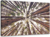 Quadro-su-tela,-Pino-Natura-Foresta-Verde