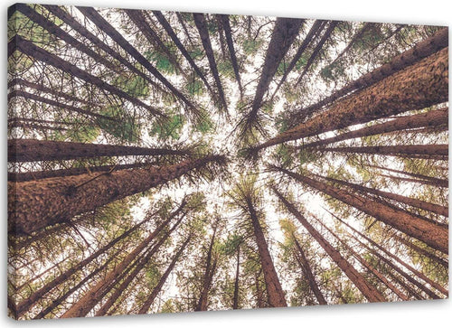 Quadro-su-tela,-Pino-Natura-Foresta-Verde