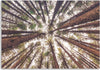 Quadro-su-tela,-Pino-Natura-Foresta-Verde