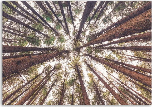Quadro-su-tela,-Pino-Natura-Foresta-Verde
