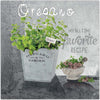 Quadro-su-tela,-Spezie-di-cucina-di-origano