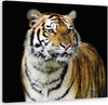 Quadro-su-tela,-Tigre-maestosa