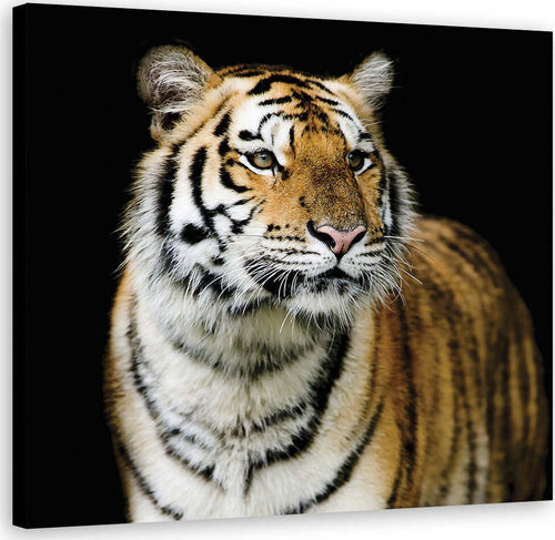 Quadro-su-tela,-Tigre-maestosa