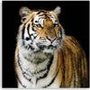 Quadro-su-tela,-Tigre-maestosa