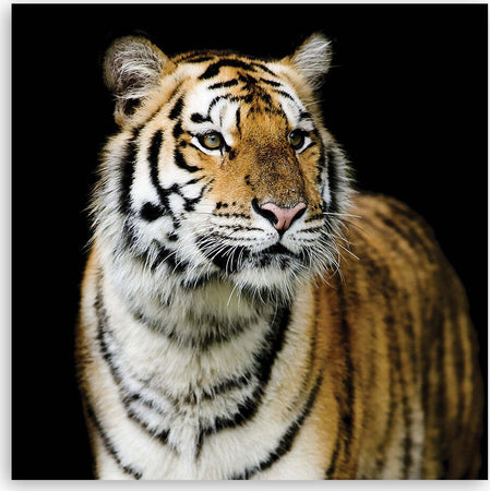 Quadro-su-tela,-Tigre-maestosa