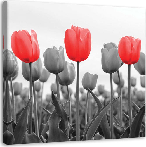 Quadro-su-tela,-Tulipano-rosso-nel-prato