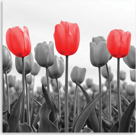 Quadro-su-tela,-Tulipano-rosso-nel-prato