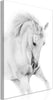 Quadro-White-Horse-(1-Part)-Vertical