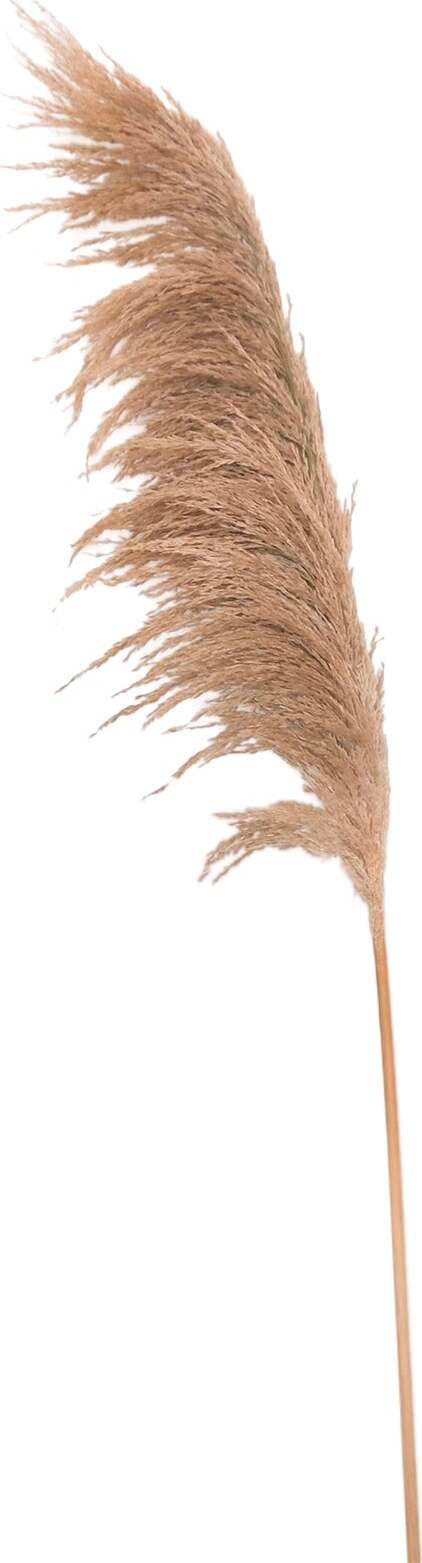 Ramo decorativo Stelo Pampas Essiccata color Naturale per composizioni floreali da 160 cm Casa e cucina/Decorazioni per interni/Addobbi e decorazioni per ricorrenze/Decorazioni natalizie/Ghirlande e corone MagiediNatale.it - Altamura, Commerciovirtuoso.it