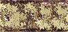 RAYHER---10ml---PAILLETTES-CON-FORMA-A-STELLA-IN-ALLUMINIO-3MM---COLORE-ORO